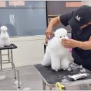 펫1번가미용 이미지