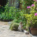 고양이 마을 이미지