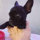 아이러브독 강아지분양 부천점 이미지