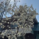 개화 경로당 | 수원 행궁동 실시간 벚꽃개화현황 :: 25.04.06 방문 :: 화서문, 레드브릭커피하우스