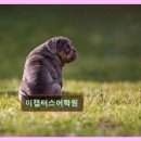 이챕터스영어독서학원