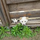 봄뜰에농장 | 어린이체험동물농장 피아뜰: 귀여운 동물들과의 특별한 추억