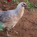 통일농장 이미지