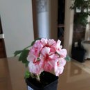 셋,별 이미지