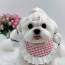 단비네 애견미용 이미지