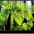 레드우드 이미지