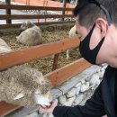 하이얀목장 | 평창가볼만한곳)양떼목장_대관령양떼목장vs삼양목장