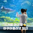 11650-16-8-3 | 아쿠아플라넷 일산 아기랑｜16개월 아쿠아리움 동물구경 주차 유모차 내돈내산 후기