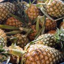 석식농장 이미지