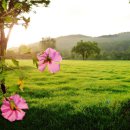 로하우스 이미지