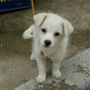 똥강아지 이미지