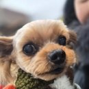 강아지 마법사 골드맘 이미지