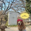 대덕로 | [당진] 대형견동반/애견동반 가능한 카페피어라 겨울 방문후기