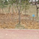 별망초등학교 앞 이미지