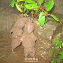 뿌리와열매
