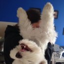 21세기 동물병원 이미지