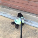 몬모니 | 산책 하느라 바쁜 일상