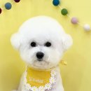 숑숑펫살롱 이미지