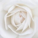 화이트 뮤즈 이미지