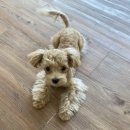 명랑한도그 이미지