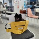 [솔직후기] 러밴독 - 컴피 데일리 슬링백