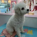 부티뽀샤 이미지