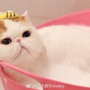 고양이집사 이미지