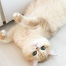 코네코 코야 네이버블로그