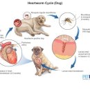 아침동물병원 이미지