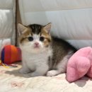 대구고양이분양 도레미캣 이미지