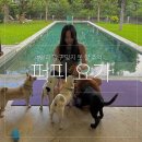 힐링퍼피 | 발리 짱구 강아지 퍼피 요가 Puppy Yoga 후기 가격 예약 방법