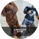 초이펫 네이버블로그