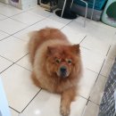 차우차우