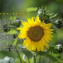 해바라기 & Loss Of love : Theme From Sun Flower (영화 '해바라기' OST) & photo by 우승술 이미지