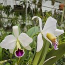 Cattleya percivaliana fma semi-alba &#39;Jewel &#39; (OG) 이미지