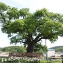 함안 영동리 회화나무: 500년 세월의 이야기 이미지
