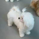 약지애견카페 서창점 이미지
