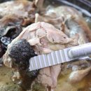 청산오리 이미지