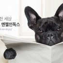 엔젤인독스 이미지