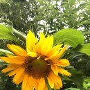 비단향꽃수 이미지