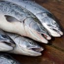 속성 일식 자격증 이미지