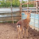 무학사슴농장 이미지