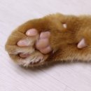 고양이 발바닥 네이버블로그