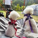 강원도 영월 애견동반 캠핑장 에이미캠핑장/아프리카미술박물관/고씨동굴 (세번째 애견동반 캠핑 여행)