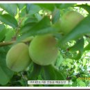 인동농장 이미지