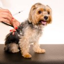 전주동물병원 이미지