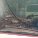 광주 풍천 장어 이미지