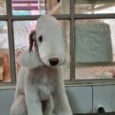 달이네애견미용실 이미지