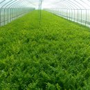 지슬1리 이미지