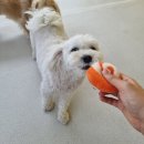 멍삼이네 이미지